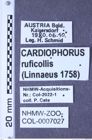 Etiketten zu Cardiophorus ruficollis (Linnaeus, 1758) (NHMW-ZOO-COL-0007027)